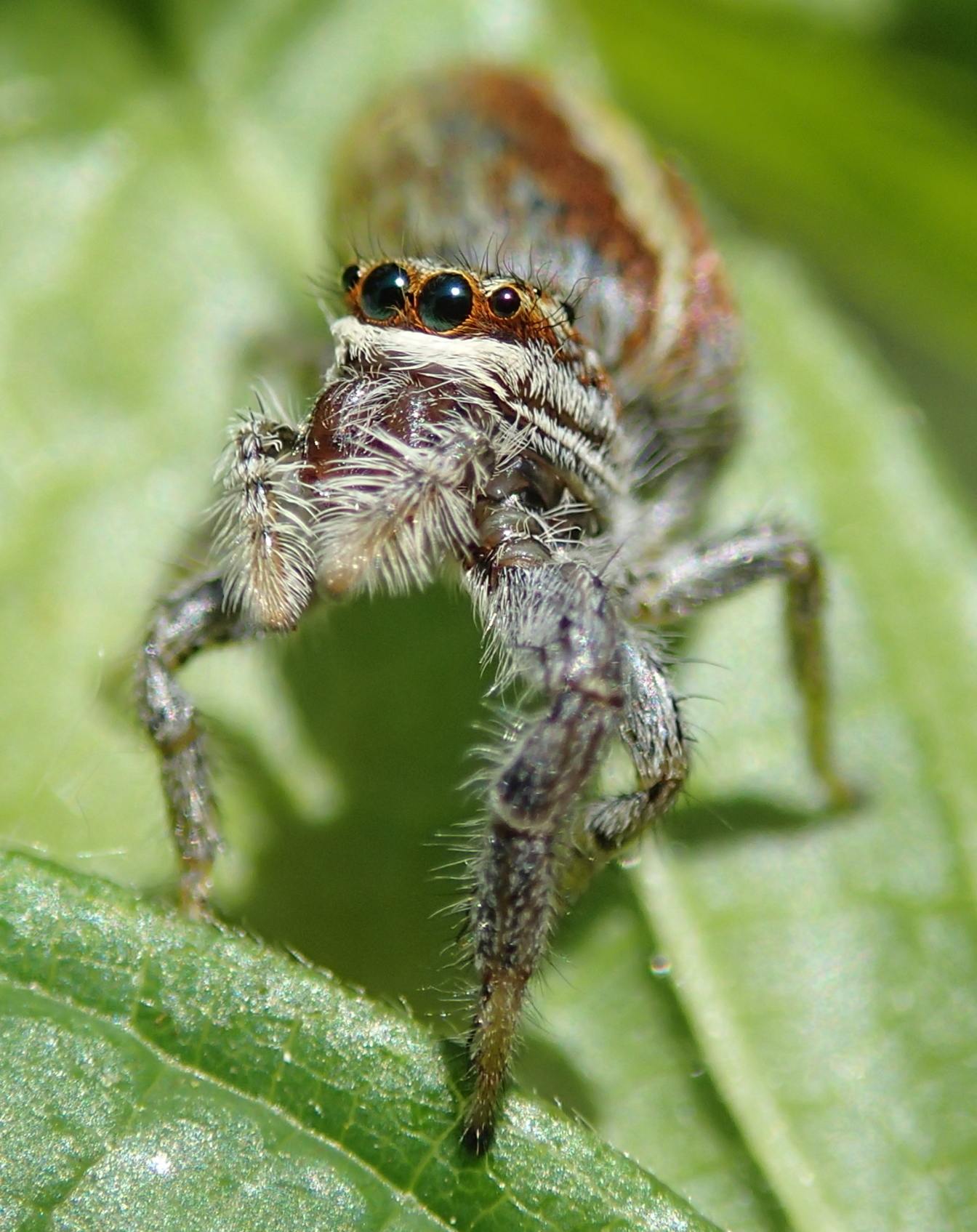 Salticidae:  Marpissa pomatia  - Lughignano (TV)